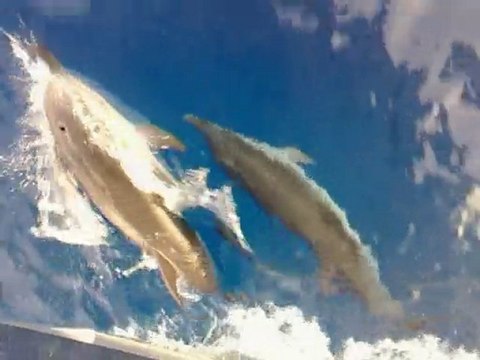 Dauphins sous le bateau ....