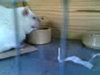 Sooty munching