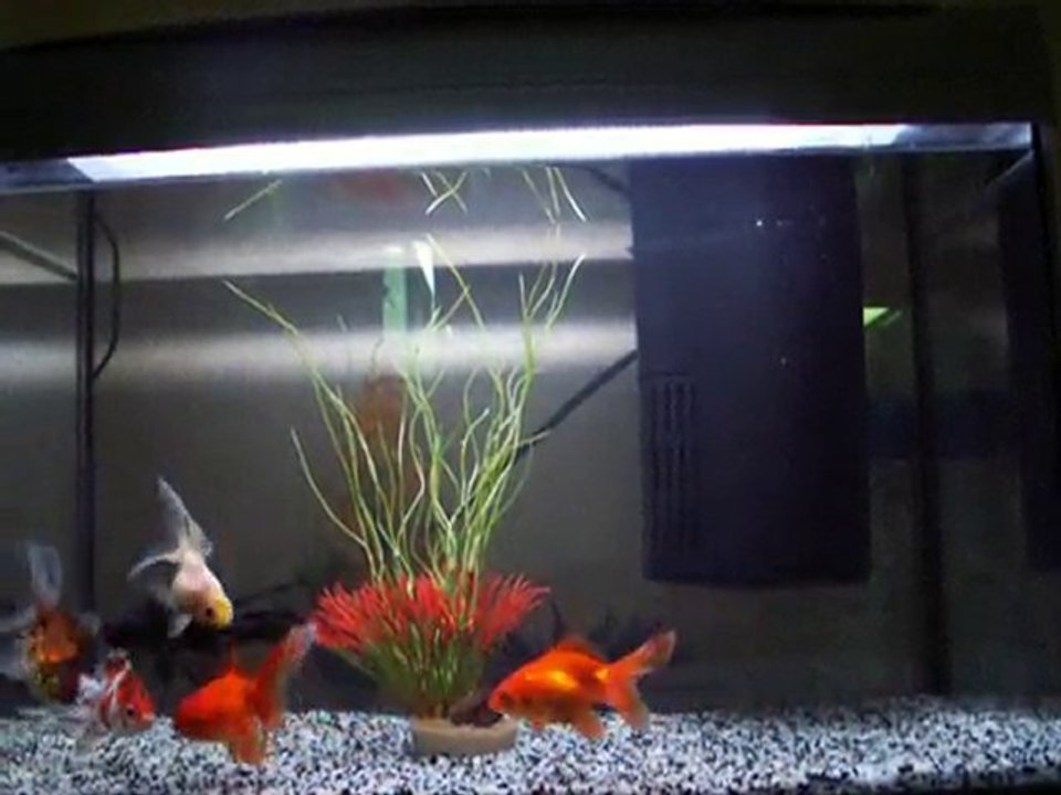 MES POISSONS ROUGES JAPONAIS