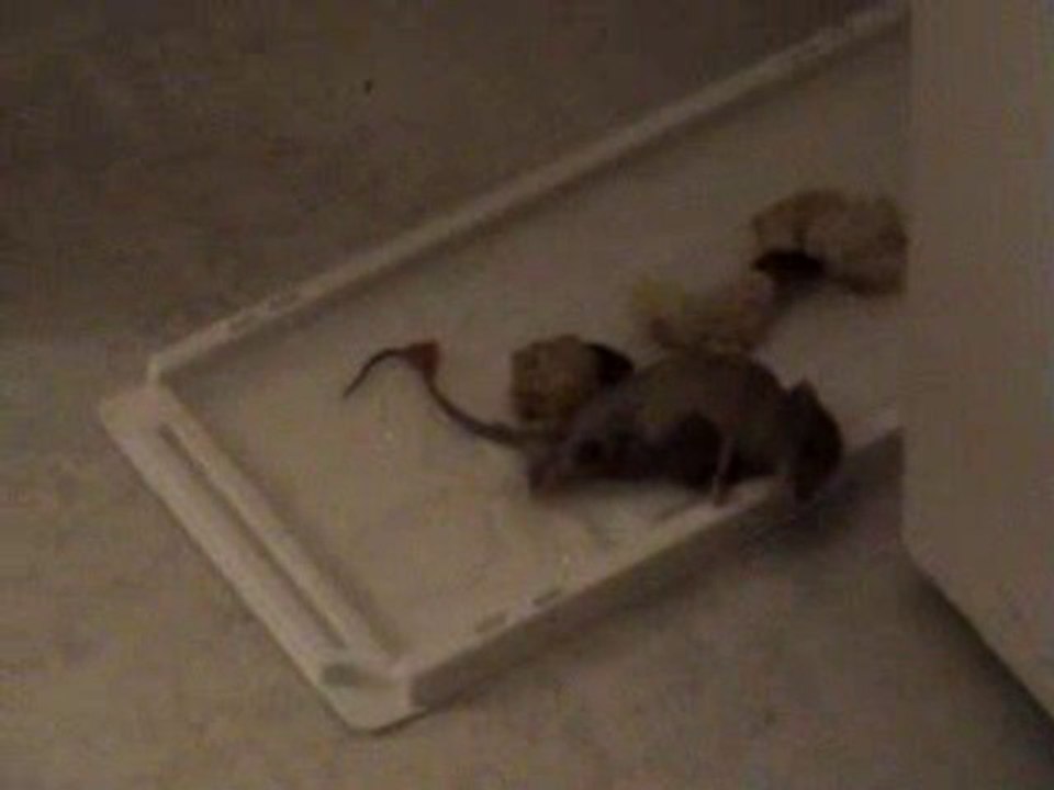 LA SOURIS