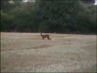 Chevreuils de saint Fraimbault