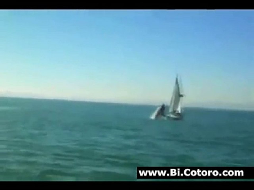Whale Lands On Yacht