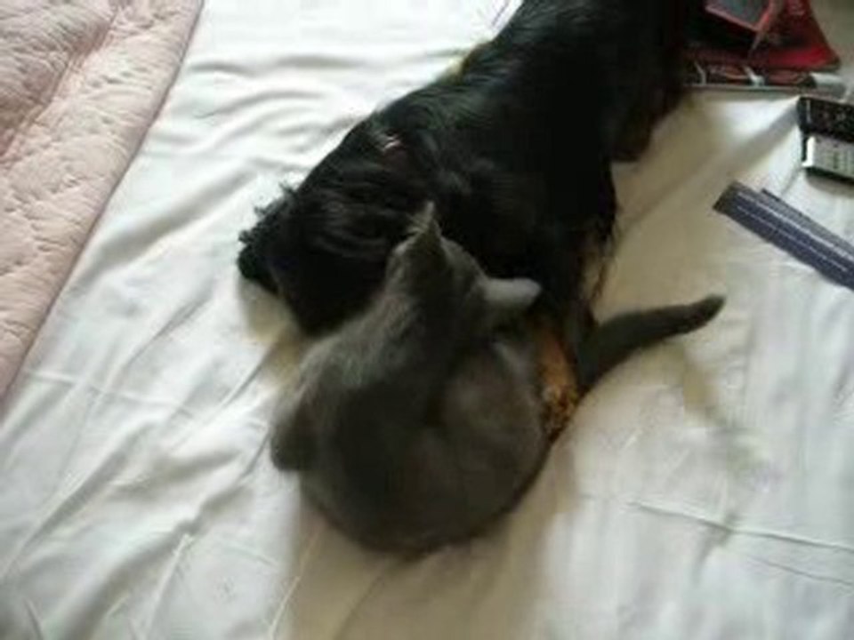 Baston.