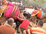 Anatolians flock to watch traditional camel wrestling