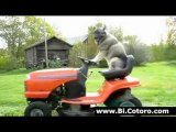 Dog Mows The Lawn