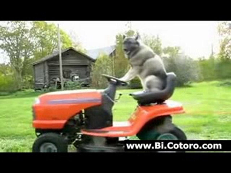 Dog Mows The Lawn