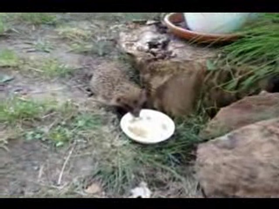 Film herisson