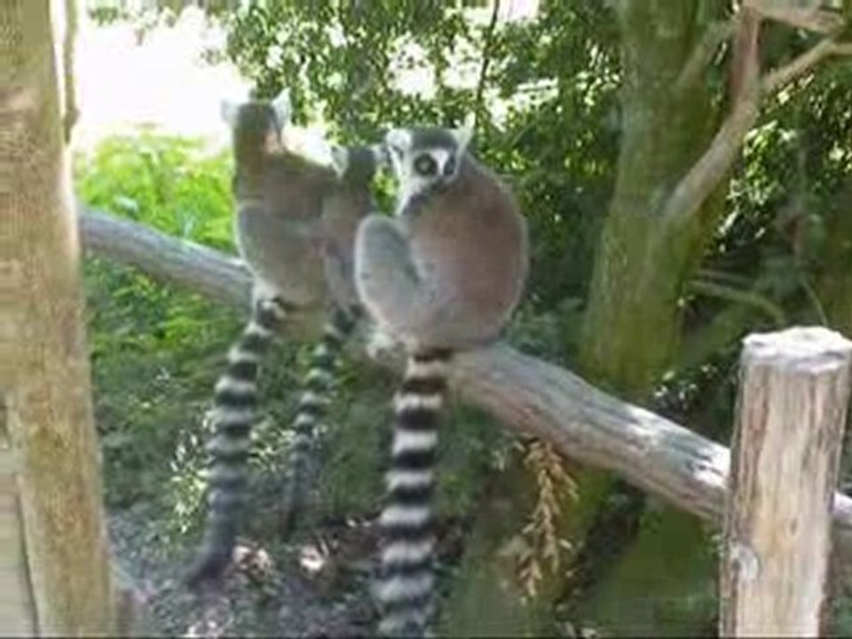 Parc Nesles (3) - Lémuriens