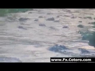 That’s a Lot of Gators