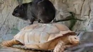 un Wombat sur une tortue