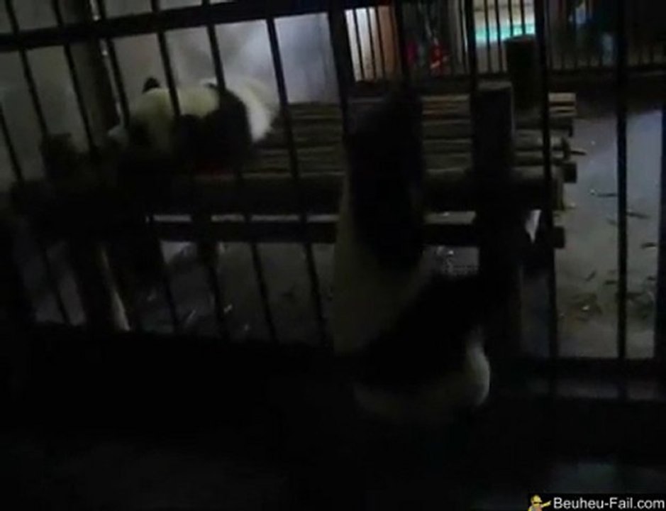 Panda s'échappe