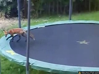 Des renards font du Trampoline