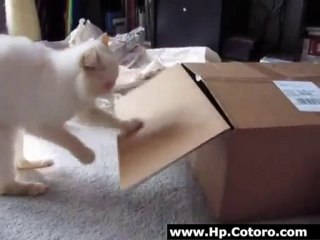 Cat Touches Everything