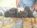 chatons chartreux 001