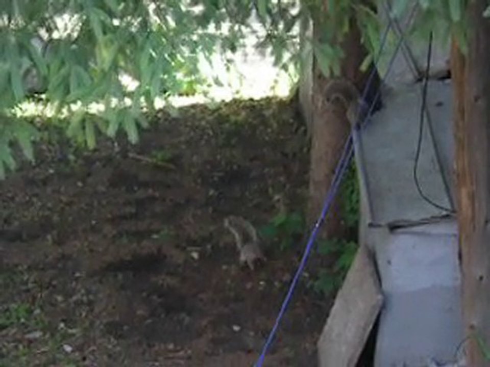 Notre jardin et les écureuils