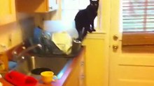 Kittens day in 2