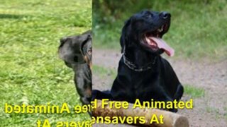 Download Free Animated Dogs Screensavers