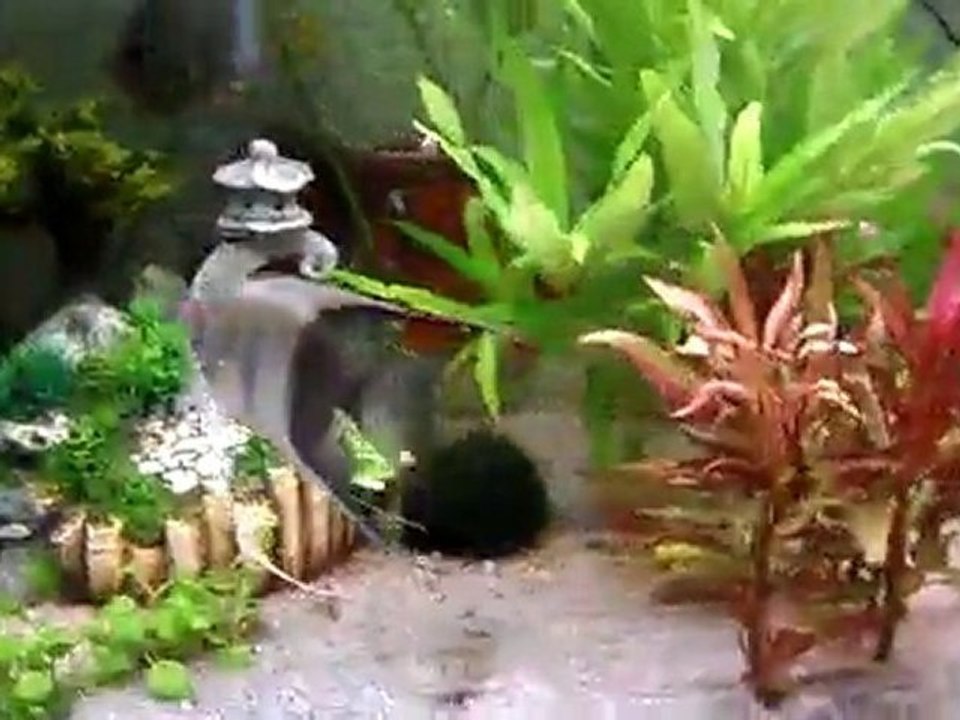 bac communautaire benjamin42