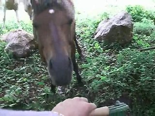 Devious : "non je ne passerai pas!"