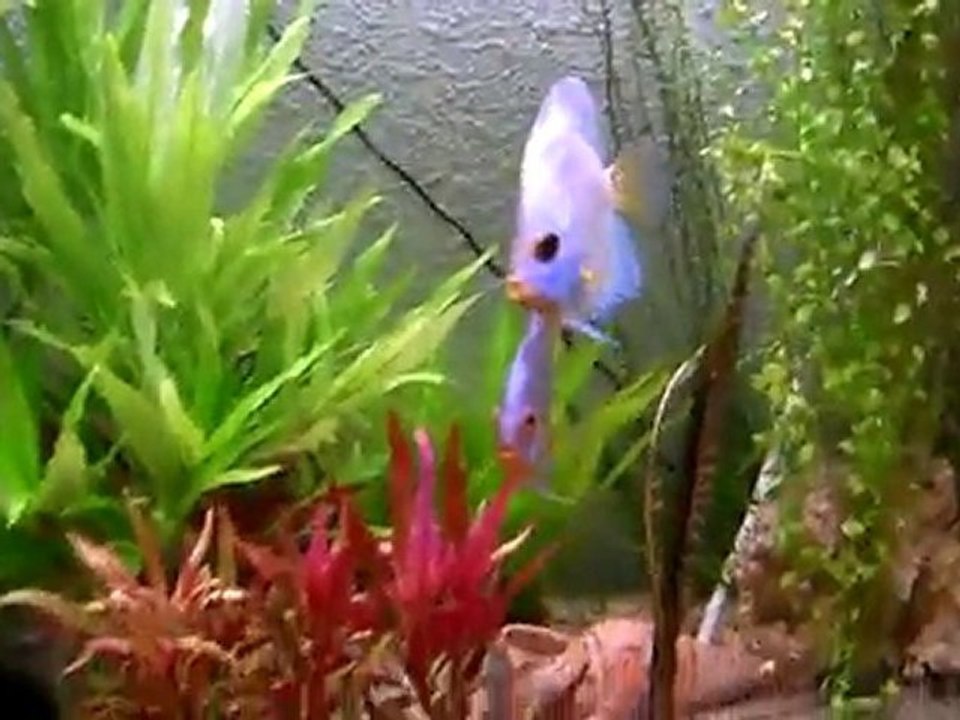 bac communautaire benjamin42