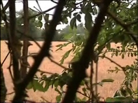 Chevreuils et lièvres des hauts de Ruillé