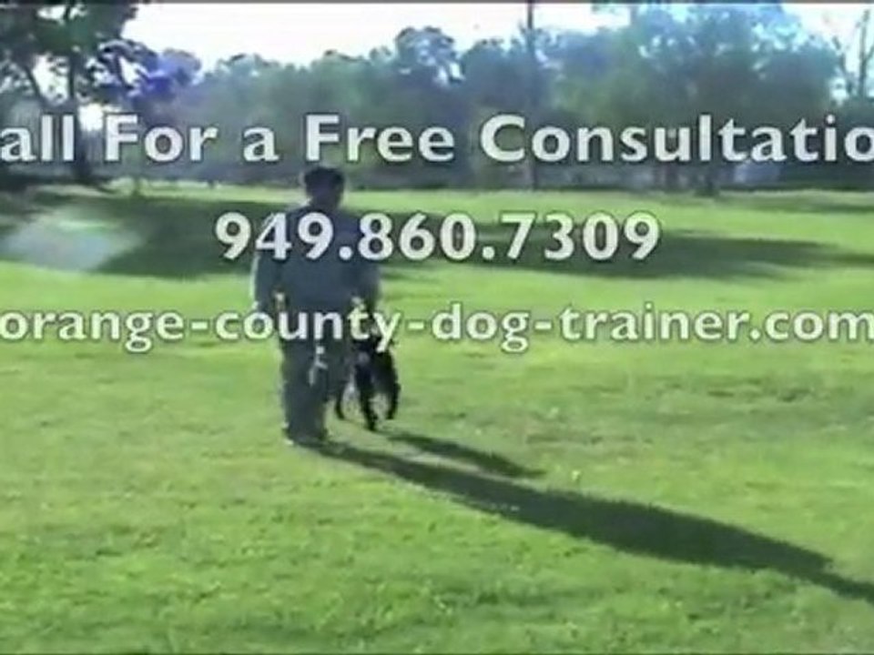 Off Leash Dog Training