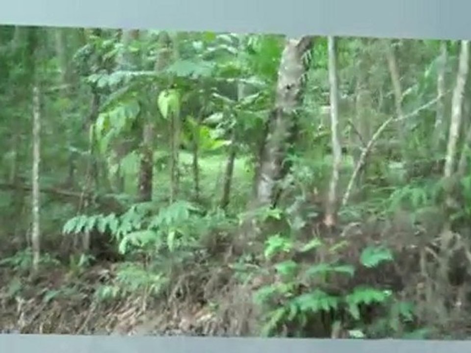 ForSale Land Daintree!!.