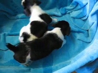 Jack Russel