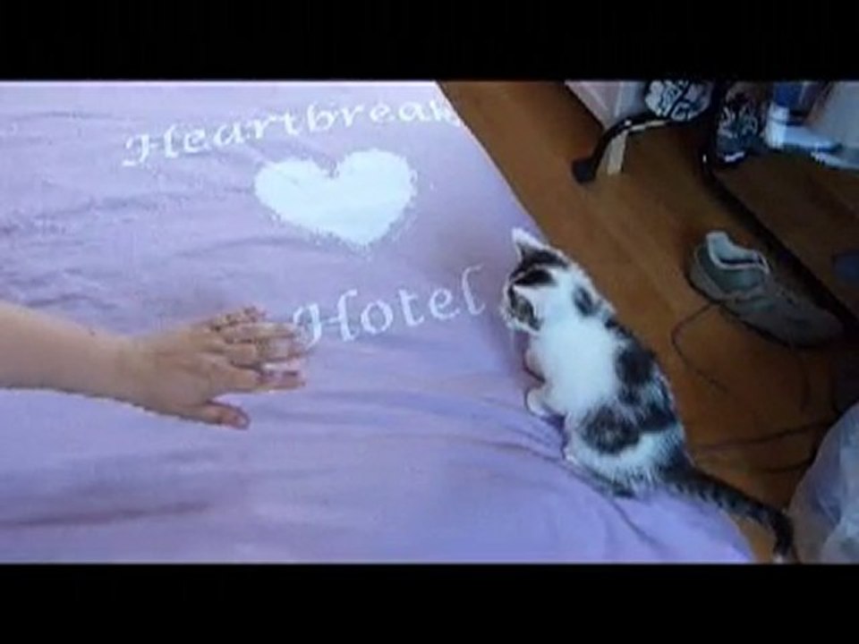 Magnifique chaton à donner