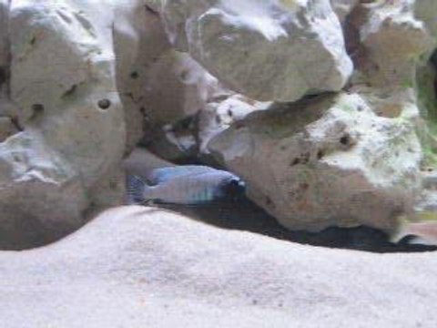 Pseudotropheus polit lion's cove