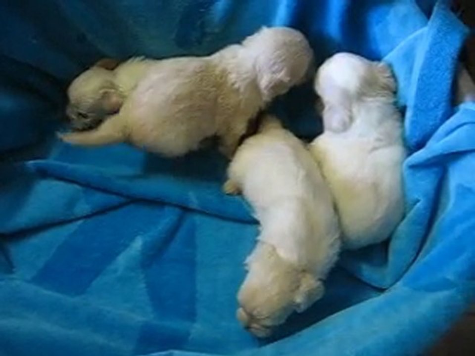Coton de Tulear