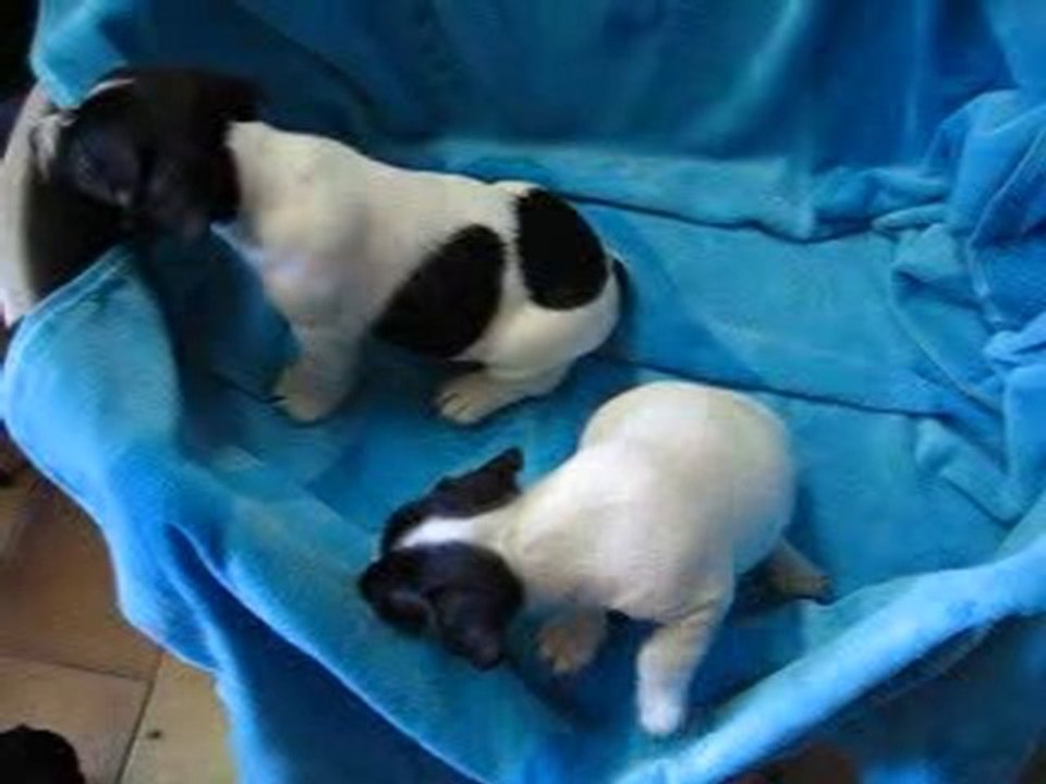 Jack Russel