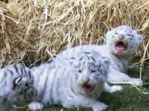 Белые тигрята родились в немецком зоопарке