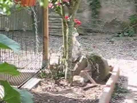 portée d'Anaïs et Valdo