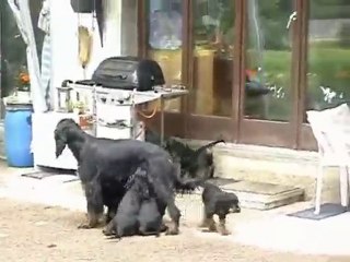 Chiots au jardin, 1ère partie