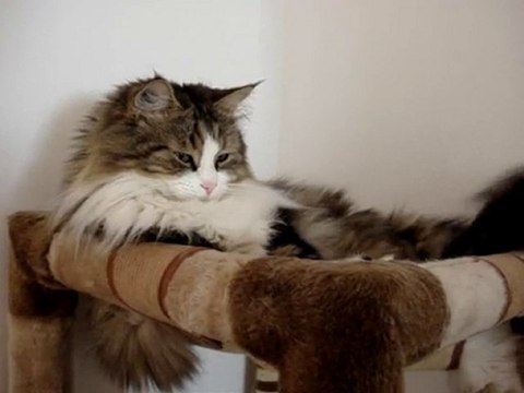 petites mouches sur l'arbre