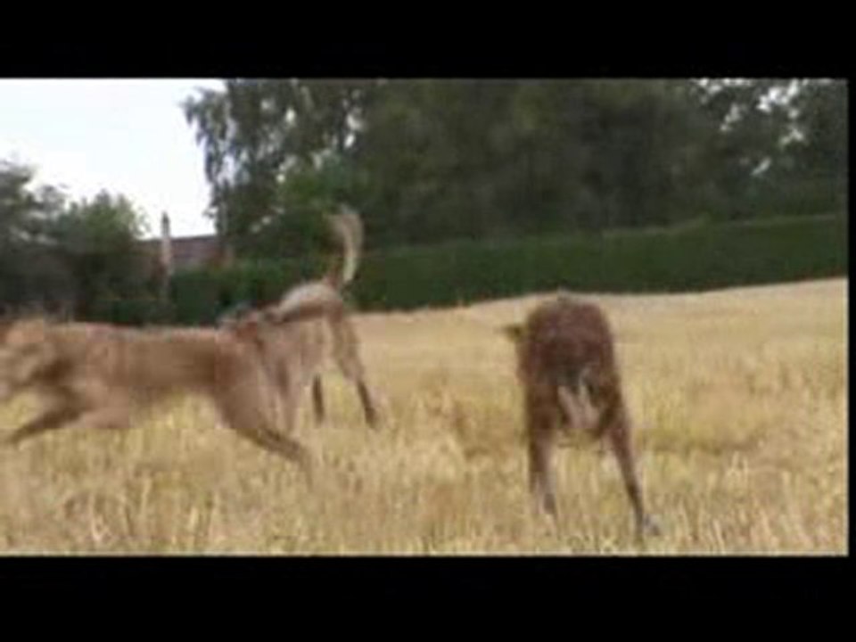 images de saison.mpg