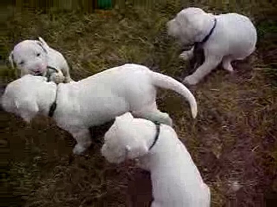Chiots dogues argentins