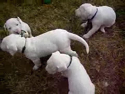 Chiots dogues argentins