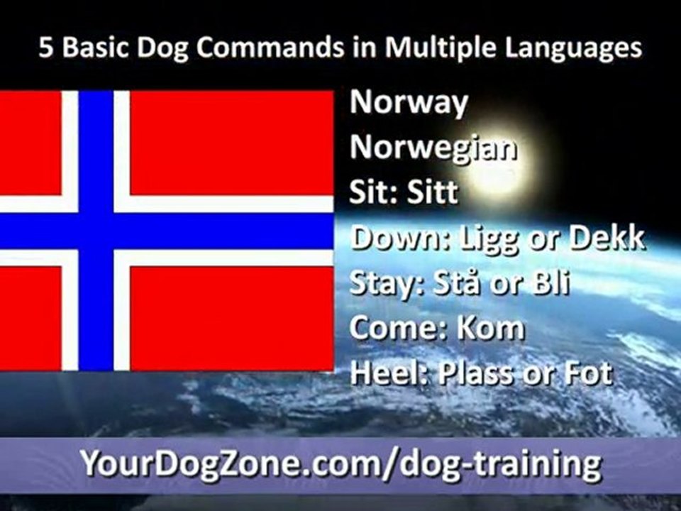 5 Basic Dog Commands in Multiple Languages