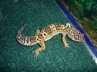 Leopard Gecko Care