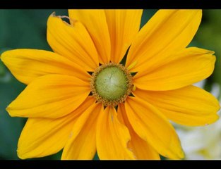 امرأة تصف رسول الله - islam