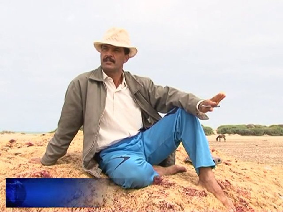 Maroc: l'algue rouge, un trésor en danger