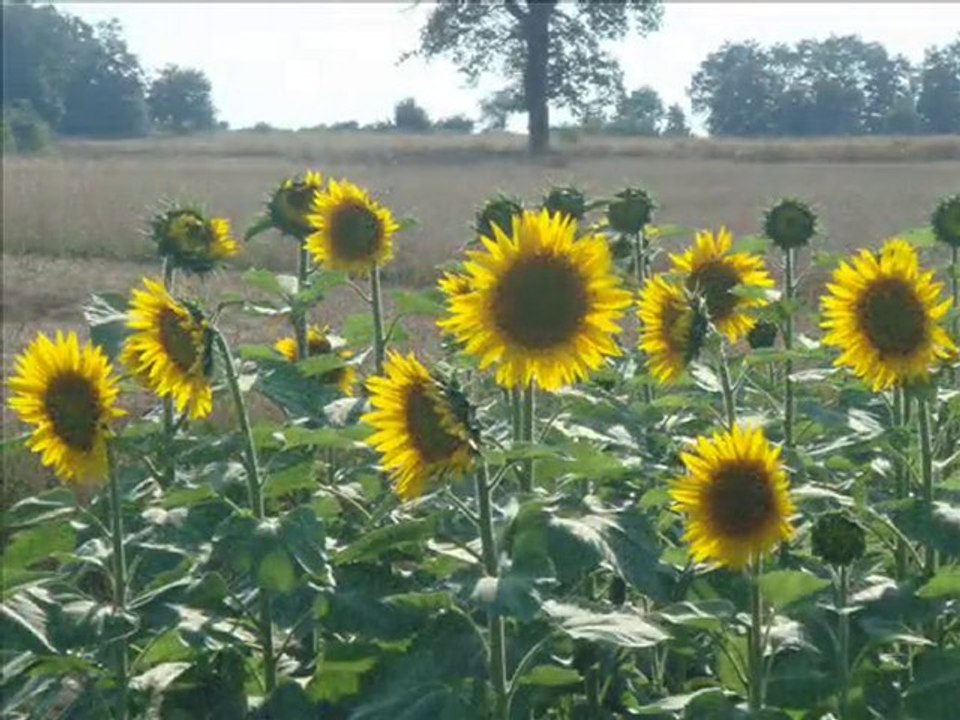 Velostik-Çilingoz Turu-I