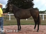 Lot 13 présenté par le Haras du Mézeray