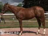 Lot 52 présenté par le haras du Mézeray