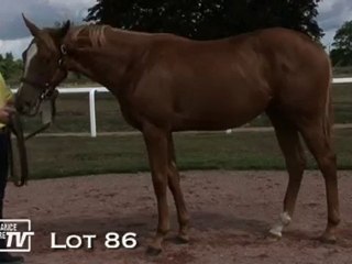 Lot 86 présenté par le haras du Mézeray