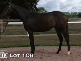 Lot 108 présenté par le haras du Mézeray