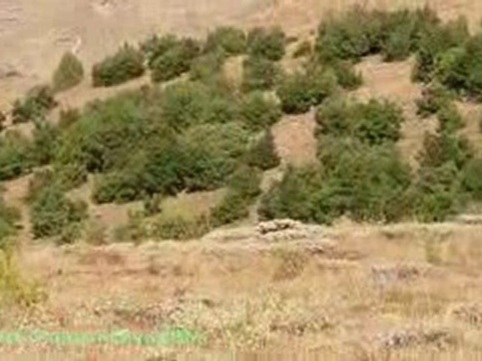 komanvideo8