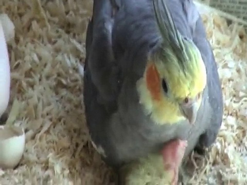 Calopsitte EAM, naissance d'un perruchon le 24 juillet 2010